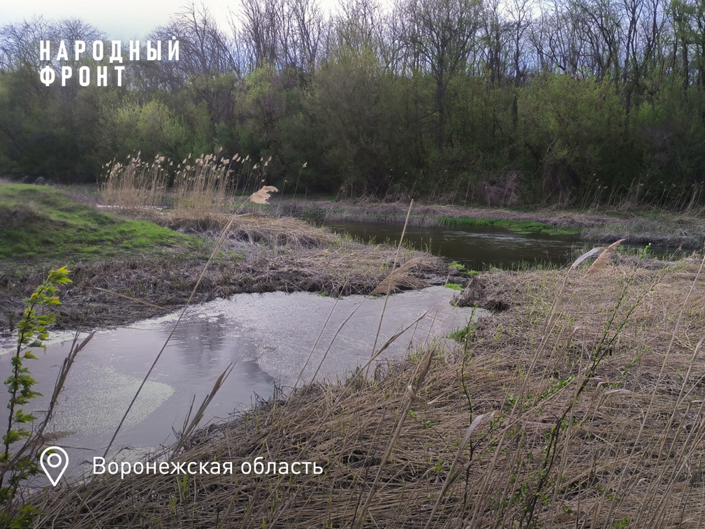 Доверяй, но проверяй: в Воронежской области власти решили экологическую проблему исключительно на бумаге