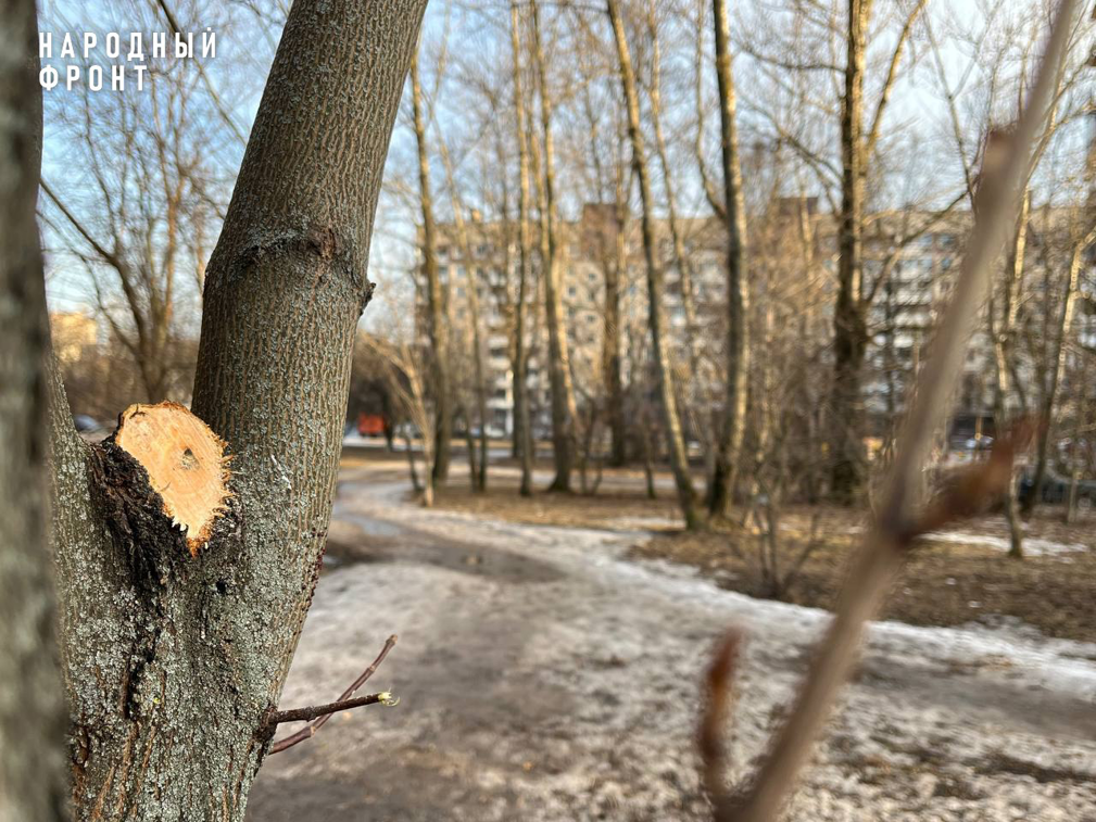Народный фронт добился благоустройства территорий в трёх районах Санкт-Петербурга